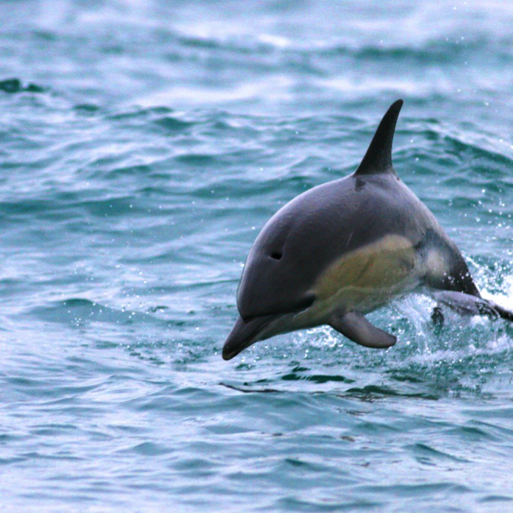 Common Dolphin - c. Gavins