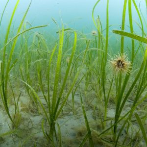 Seagrass bed © Paul Naylor