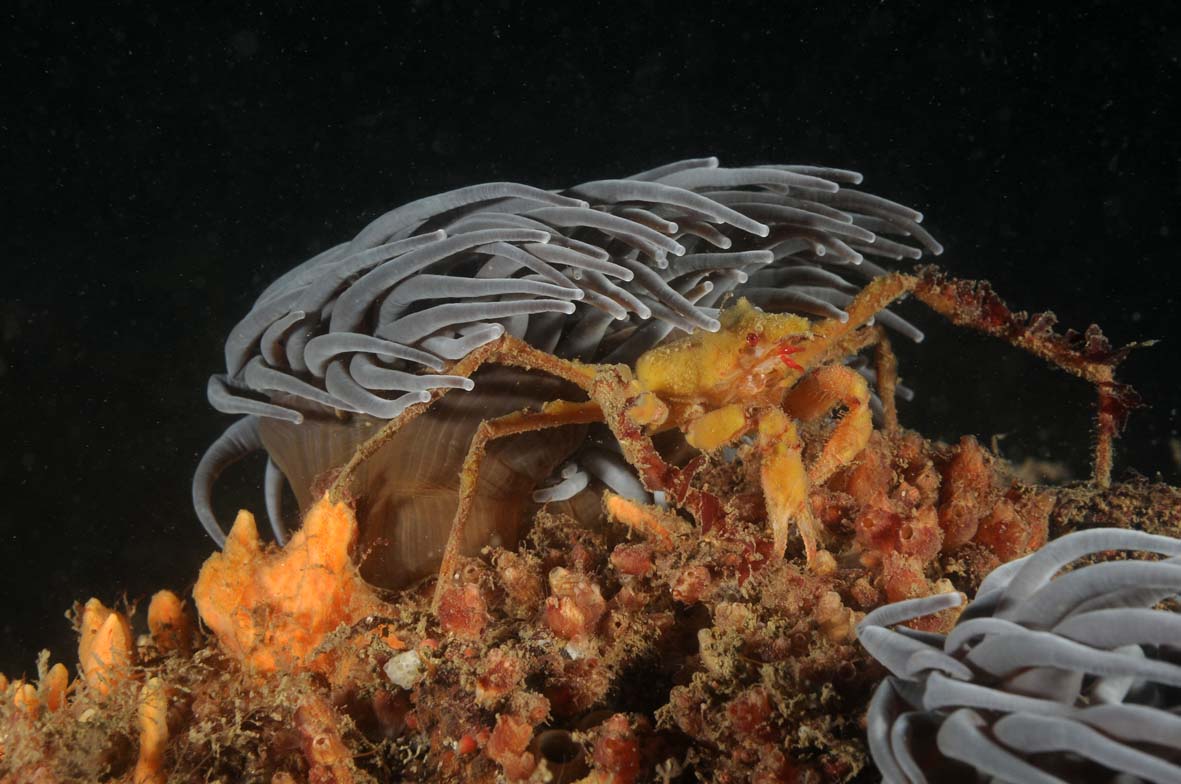 Leach's Spider Crab - Credit Keith Hiscock