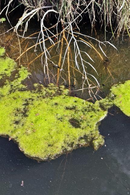 Algal bloom in water - Photo credit adobe stock image