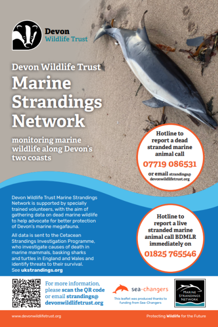 Devon Wildlife Trust - Marine Strandings Network