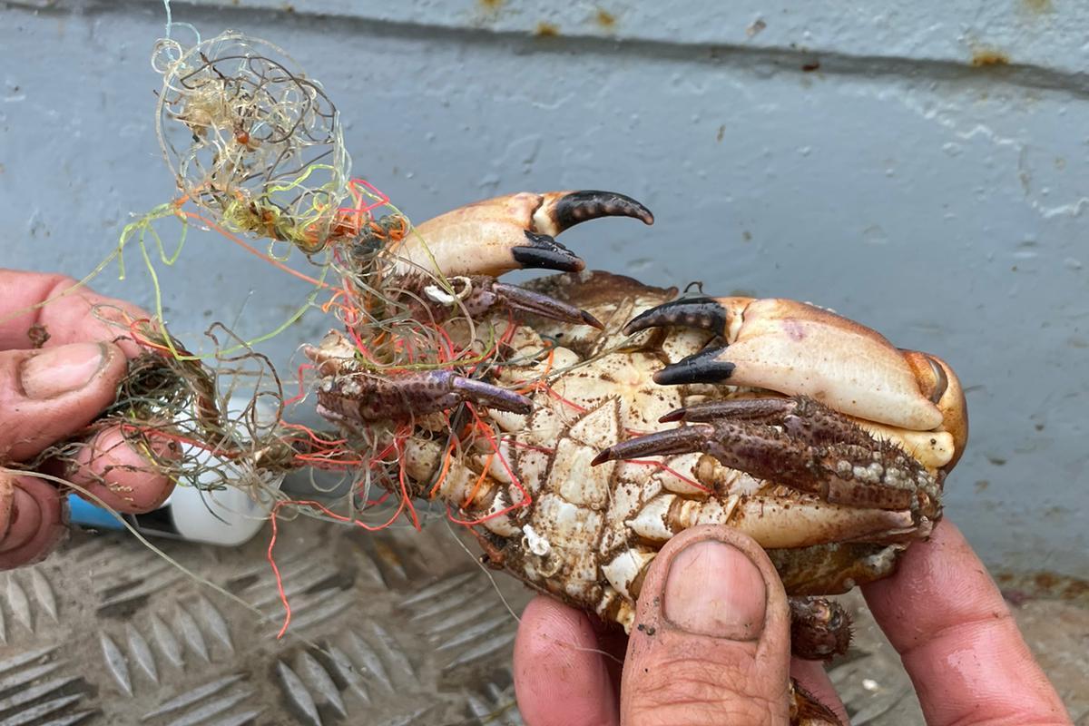 Crab entangles in fishing wire - Photo credit Preventing Plastic Pollution