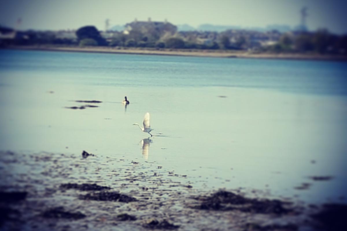 Little egret in flight on the Plym Estuary - credit Kate Duncan