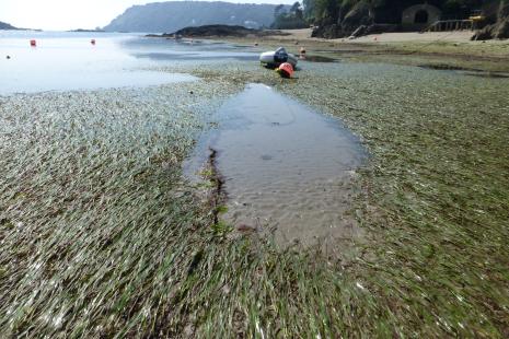 seagrass halo, damage made by traditional anchor - credit Keith Hiscock