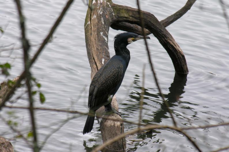 Cormorant standing in a branch in water
