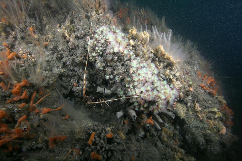 Spiny lobster on a biogenic reef - photo credit Keith Hiscock
