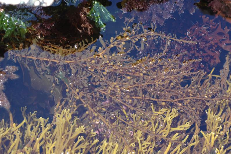 Japanese wireweed - Sargassum muticum - credit Angela Gall