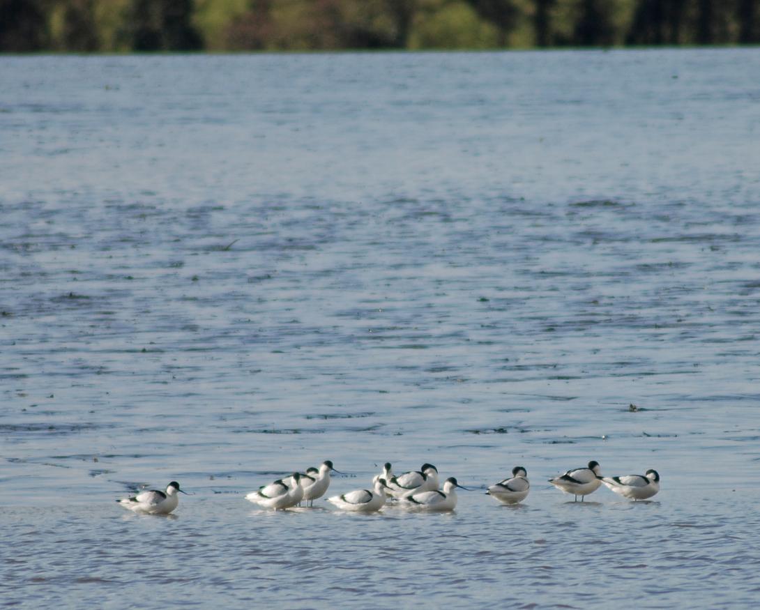 Flock of Avocet 