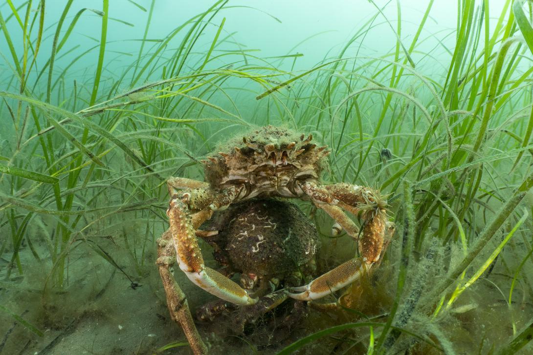 Spiny spider crab in seagrass - credit Paul Naylor